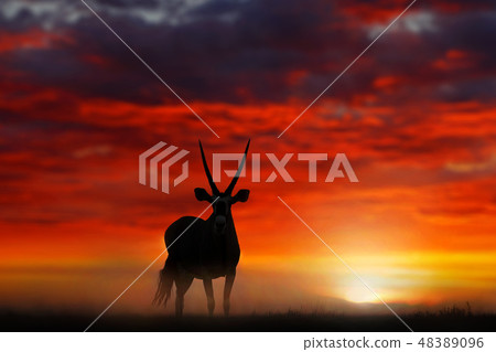 Gemsbok with orange sand dune evening sunset. 48389096