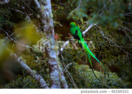 Resplendent Quetzal, Savegre in Costa Rica. 48389101