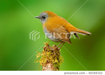 Black-billed Nightingale-Thrush. Black-billed Nightingale-Thrush. 48389102