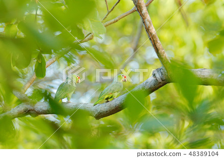 Crimson-fronted Parakeet, Psittacara finschi. 48389104