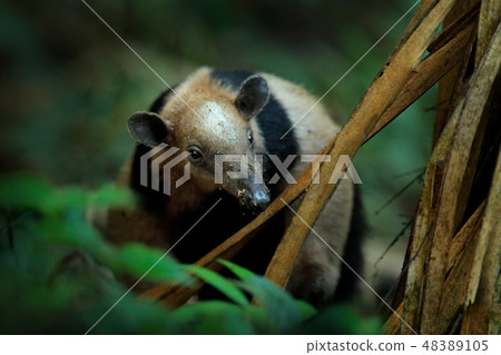 Northern tamandua wild anteater in the nature. 48389105