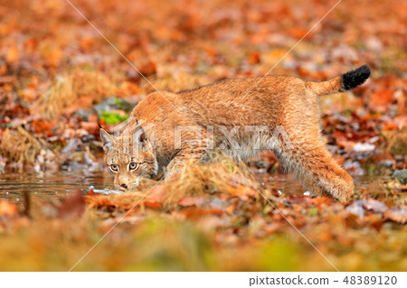 Lynx walking in the orange leaves with water. 48389120