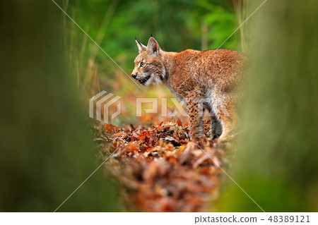 Lynx in the forest. Walking Eurasian wild cat 48389121