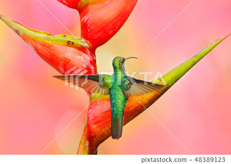 Hummingbird White-tailed Sabrewing in fligh. 48389123