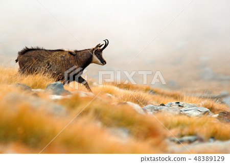 Chamois, Rupicapra rupicapra, on the rocky hill. 48389129