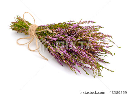 Calluna vulgaris Calluna vulgaris 48389269