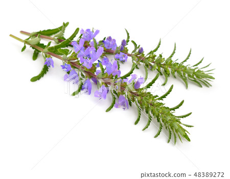 Dracocephalum, dragonhead isolated. Dracocephalum, dragonhead isolated. 48389272