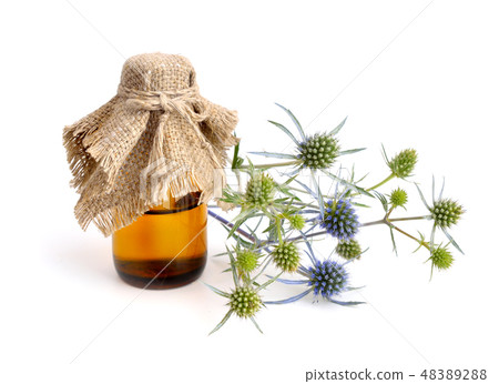 Eryngium, eryngo and sea holly. Eryngium, eryngo and sea holly. 48389288