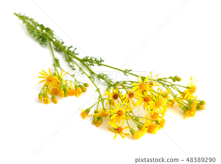 Jacobaea vulgaris 48389290