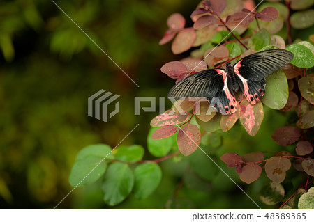 Papilio rumanzovia, beautiful black pink butterfly Papilio rumanzovia, beautiful black pink butterfly 48389365