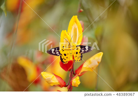 utterfly sitting on the red yellow flower 48389367