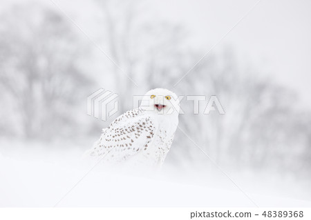 Snowy owl sitting on the snow in the habitat. Snowy owl sitting on the snow in the habitat. 48389368