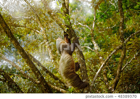 wildlife, sloth, animal 48389370