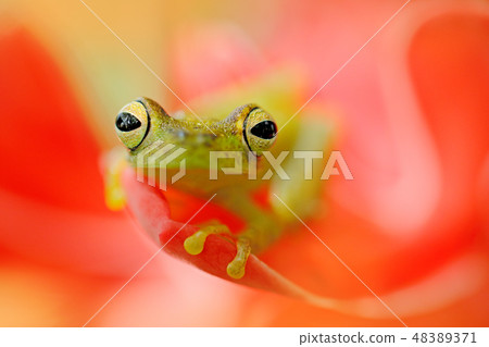 Teratohyla spinosa, Spiny Glass Frog 48389371