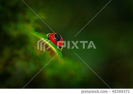 Detail close-up of frog red eye. 48389372