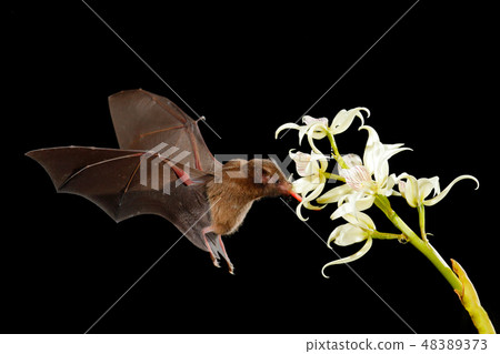 Orange nectar bat, Lonchophylla robusta 48389373