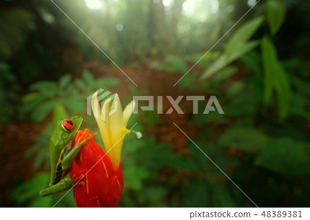 Frog from Costa Rica, wide angle lens. 48389381