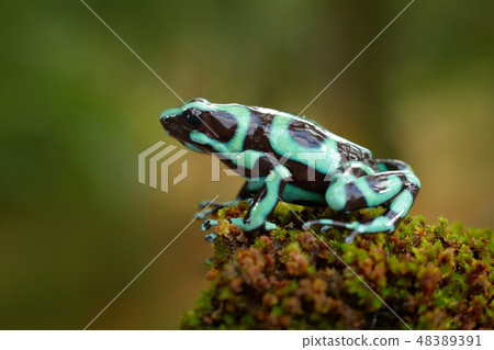 Poison frog from Amazon tropic forest, Costa Rica 48389391