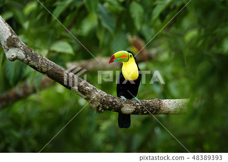 Toucan sitting on the branch in the forest 48389393