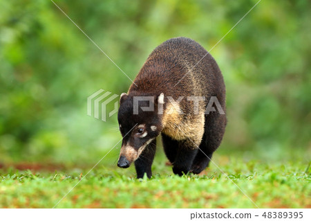 Raccoon, Procyon lotor, in green grass 48389395