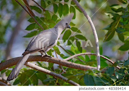 Grey go-away-bird, Corythaixoides concolor 48389414