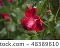 close-up, garden red rose with water drops 48389610