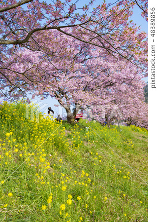 [Kawazu Sakura Minamiizu Town] 48389856