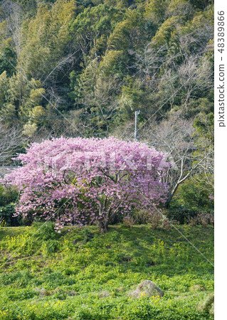 [河津櫻南水町] 48389866