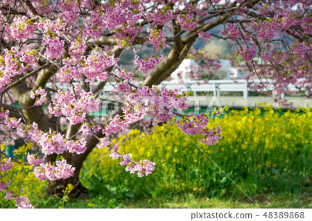 [Kawazu Sakura Minamiizu Town] 48389868