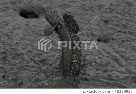 Mudguerough Mudguerough 48389925