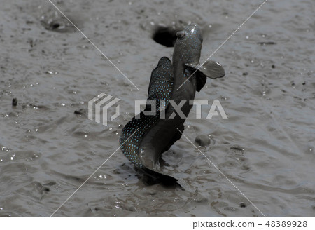 彈塗魚 彈塗魚 48389928