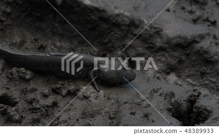 Mudguerough Mudguerough 48389933