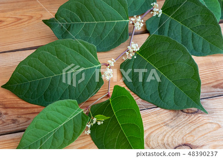 Blooming Japanese knotweed branch on a table 48390237