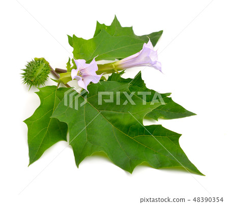 Datura, daturas, devil's trumpets Datura, daturas, devil's trumpets 48390354