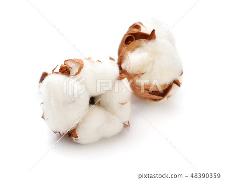 Cotton plant isolated 48390359