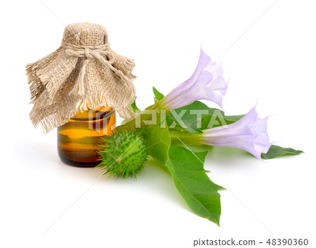 Datura, daturas, devil's trumpets 48390360