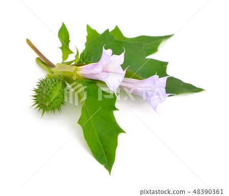 Datura, daturas, devil's trumpets Datura, daturas, devil's trumpets 48390361
