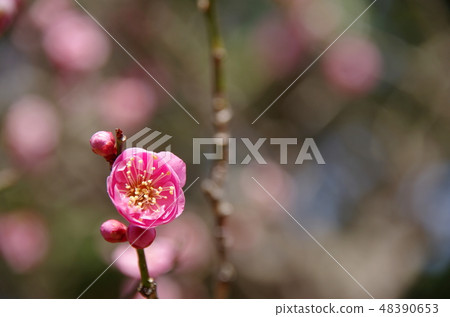 plum plum 48390653