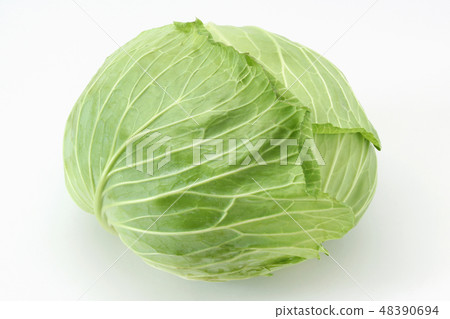 cabbage cabbage 48390694