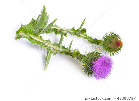 Onopordum or cottonthistle isolated Onopordum or cottonthistle isolated 48390787
