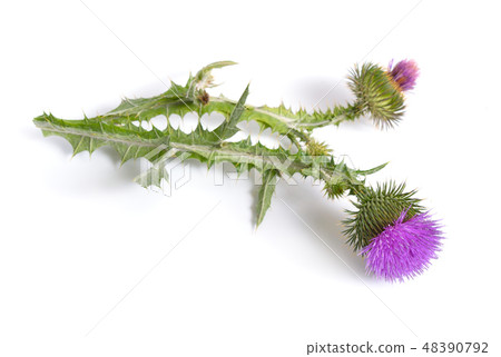 Onopordum or cottonthistle isolated Onopordum or cottonthistle isolated 48390792