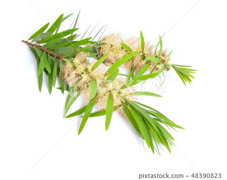 Melaleuca tea tree twig with flowers 48390823