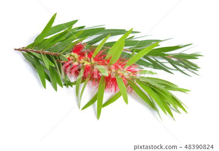 Melaleuca tea tree twig with flowers 48390824