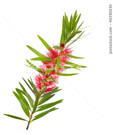 Melaleuca tea tree twig with flowers 48390830