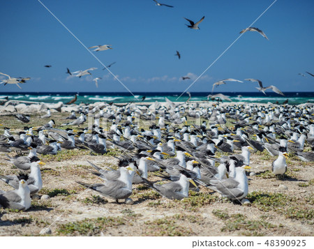 Toucan Toucan 48390925