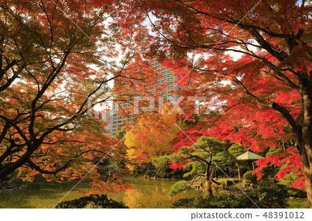 日比谷公園的秋葉 日比谷公園的秋葉 48391012