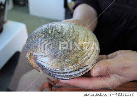 一手拿著來自西表島仲間川的巨型淡水蛤 沖繩旅遊局 48391187