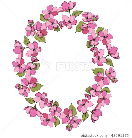 Vector Pink Apple blossom floral botanical flower. Engraved ink art. Frame border ornament square on 48391375