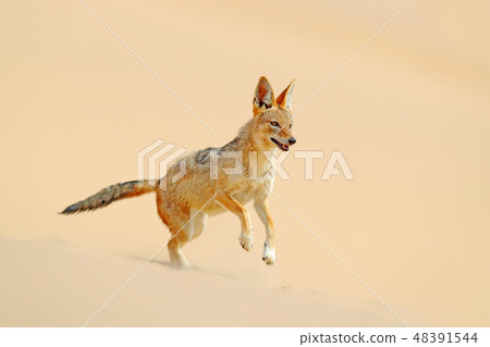 Jackal running on the sand in the Namib desert. 48391544