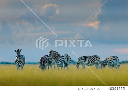 Group of zebras. Burchell's zebra, Equus quagga Group of zebras. Burchell's zebra, Equus quagga 48391555